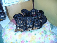 /album/stenata-2012/p1010368-my-se-nedame-jpg/